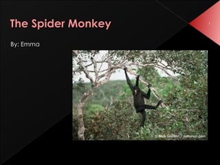 The Spider Monkey ,[object Object]
