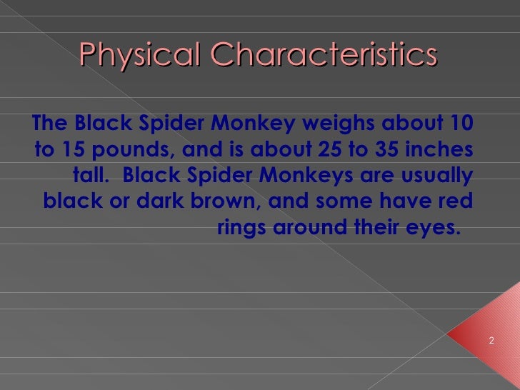 The spider monkey[1]