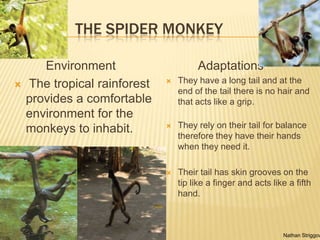 The spider monkey striggow p.3 | PPT