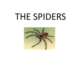 THE SPIDERS
 