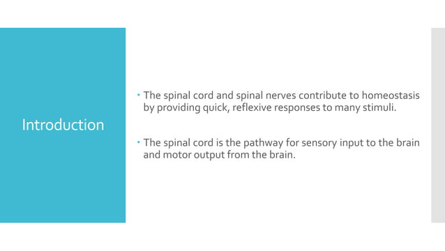 The spinal cord | PPT