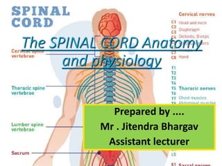 The SPINAL CORD Anatomy
and physiology
Prepared by ....
Mr . Jitendra Bhargav
Assistant lecturer
 