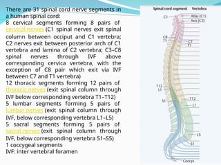 THE gross anatomy of the SPINAL CORD 2024.ppt