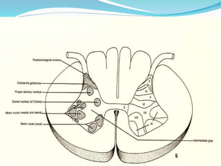 THE gross anatomy of the SPINAL CORD 2024.ppt
