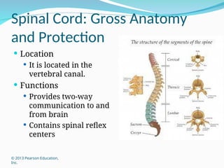 THE gross anatomy of the SPINAL CORD 2024.ppt