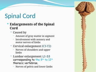 THE gross anatomy of the SPINAL CORD 2024.ppt