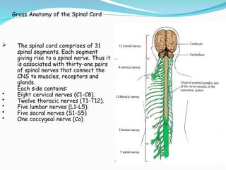THE gross anatomy of the SPINAL CORD 2024.ppt