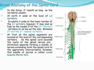 THE gross anatomy of the SPINAL CORD 2024.ppt