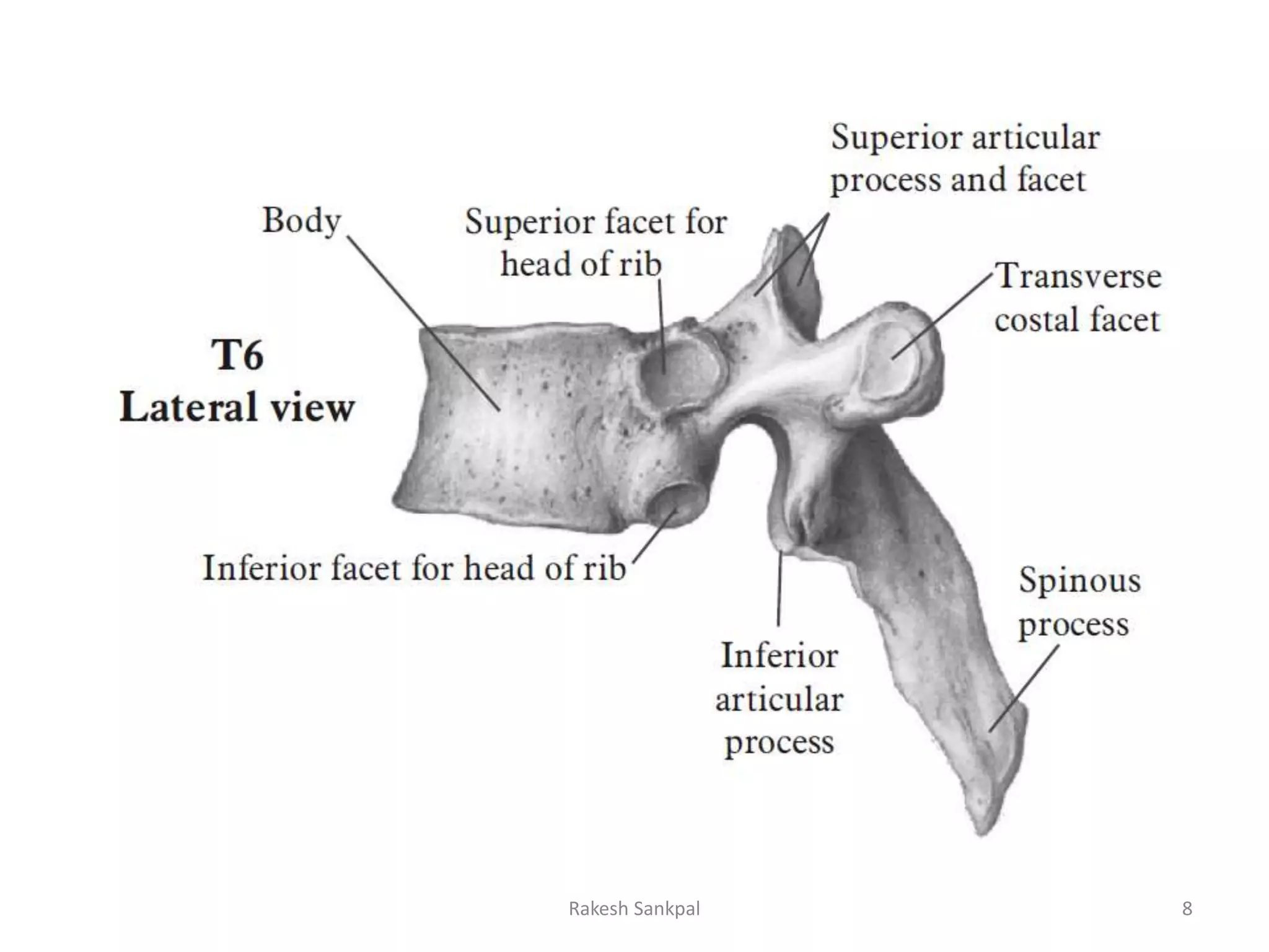 The spine anatomy | PPTX