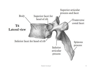 Internal Rotation T6 The spine anatomy | PPTX