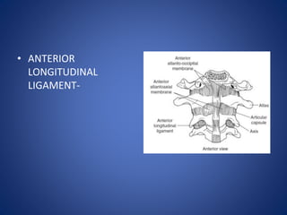 • ANTERIOR
LONGITUDINAL
LIGAMENT-
 