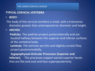 THE LOWER CERVICAL REGION
TYPICAL CERVICAL VERTEBRA
• BODY-
The body of the cervical vertebra is small, with a transverse
diameter greater than anteroposterior diameter and height.
• ARCHES-
Pedicles. The pedicles project posterolaterally and are
located halfway between the superior and inferior surfaces
of the vertebral body.
Laminae. The laminae are thin and slightly curved.They
project posteromedially.
Zygapophyseal Articular Processes (Superior and
Inferior). The processes support paired superior facets
that are flat and oval and face superoposteriorly.
 