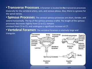• Transverse Processes. A foramen is located in the transverse processes
bilaterally for the vertebral artery, vein, and venous plexus. Also, there is a groove for
the spinal nerves.
• Spinous Processes. The cervical spinous processes are short, slender, and
extend horizontally. The tip of the spinous process is bifid. The length of the spinous
processes decreases slightly from C2 to C3, remains
constant from C3 to C5, and undergoes a significant increase at C7.
• Vertebral Foramen. The vertebral foramen is relatively large and
triangular.
 