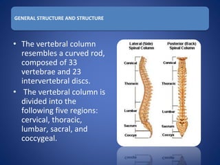 GENERAL STRUCTURE AND STRUCTURE
• The vertebral column
resembles a curved rod,
composed of 33
vertebrae and 23
intervertebral discs.
• The vertebral column is
divided into the
following five regions:
cervical, thoracic,
lumbar, sacral, and
coccygeal.
 