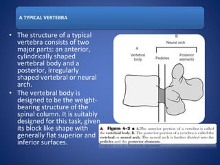 A TYPICAL VERTEBRA
• The structure of a typical
vertebra consists of two
major parts: an anterior,
cylindrically shaped
vertebral body and a
posterior, irregularly
shaped vertebral or neural
arch.
• The vertebral body is
designed to be the weight-
bearing structure of the
spinal column. It is suitably
designed for this task, given
its block like shape with
generally flat superior and
inferior surfaces.
 
