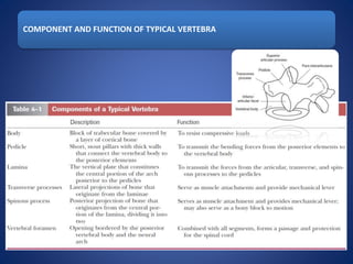 COMPONENT AND FUNCTION OF TYPICAL VERTEBRA
 