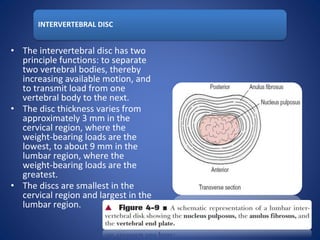 INTERVERTEBRAL DISC
• The intervertebral disc has two
principle functions: to separate
two vertebral bodies, thereby
increasing available motion, and
to transmit load from one
vertebral body to the next.
• The disc thickness varies from
approximately 3 mm in the
cervical region, where the
weight-bearing loads are the
lowest, to about 9 mm in the
lumbar region, where the
weight-bearing loads are the
greatest.
• The discs are smallest in the
cervical region and largest in the
lumbar region.
 