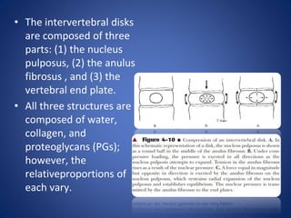 • The intervertebral disks
are composed of three
parts: (1) the nucleus
pulposus, (2) the anulus
fibrosus , and (3) the
vertebral end plate.
• All three structures are
composed of water,
collagen, and
proteoglycans (PGs);
however, the
relativeproportions of
each vary.
 