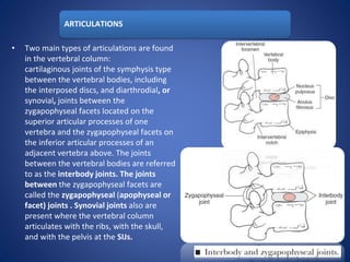 ARTICULATIONS
• Two main types of articulations are found
in the vertebral column:
cartilaginous joints of the symphysis type
between the vertebral bodies, including
the interposed discs, and diarthrodial, or
synovial, joints between the
zygapophyseal facets located on the
superior articular processes of one
vertebra and the zygapophyseal facets on
the inferior articular processes of an
adjacent vertebra above. The joints
between the vertebral bodies are referred
to as the interbody joints. The joints
between the zygapophyseal facets are
called the zygapophyseal (apophyseal or
facet) joints . Synovial joints also are
present where the vertebral column
articulates with the ribs, with the skull,
and with the pelvis at the SIJs.
 