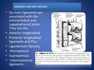 LIGAMENTS AND JOINT CAPSULES
• Six main ligaments are
associated with the
intervertebral and
zygapophyseal joints.
They are the
• Anterior longitudinal
• Posterior longitudinal
ligaments and PLL;
• Ligamentum flavum;
• Interspinous
• Supraspinous
• Intertransverse
ligaments .
 