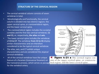 STRUCTURE OF THE CERVICAL REGION
• The cervical vertebral column consists of seven
vertebrae in total.
• Morphologically and functionally, the cervical
column is divided into two distinct regions: the
upper cervical spine, or craniovertebral region,
and the lower cervical spine.
• The craniovertebral region includes the occipital
condyles and the first two cervical vertebrae, C1
and C2, or, respectively, the atlas and axis.
• The lower cervical spine includes the vertebrae
of C3 to C7. The vertebrae from C3 to C6 display
similar characteristics and are therefore
considered to be the typical cervical vertebrae.
• The atlas, axis, and C7 exhibit unique
characteristics and are considered the atypical
cervical vertebrae.
• All of the cervical vertebrae have the unique
feature of a foramen (transverse foramen) on
the transverse process, which serves as passage
for the vertebral artery.
 