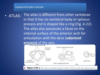 CRANIOVERTEBRAL REGION
• ATLAS- The atlas is different from other vertebrae
in that it has no vertebral body or spinous
process and is shaped like a ring (Fig. 4-22).
The atlas also possesses a facet on the
internal surface of the anterior arch for
articulation with the dens (odontoid
process) of the axis.
 