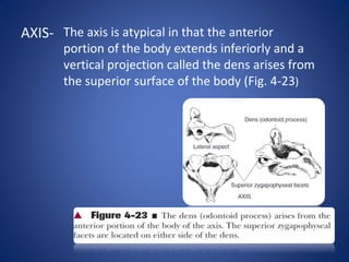AXIS- The axis is atypical in that the anterior
portion of the body extends inferiorly and a
vertical projection called the dens arises from
the superior surface of the body (Fig. 4-23)
 