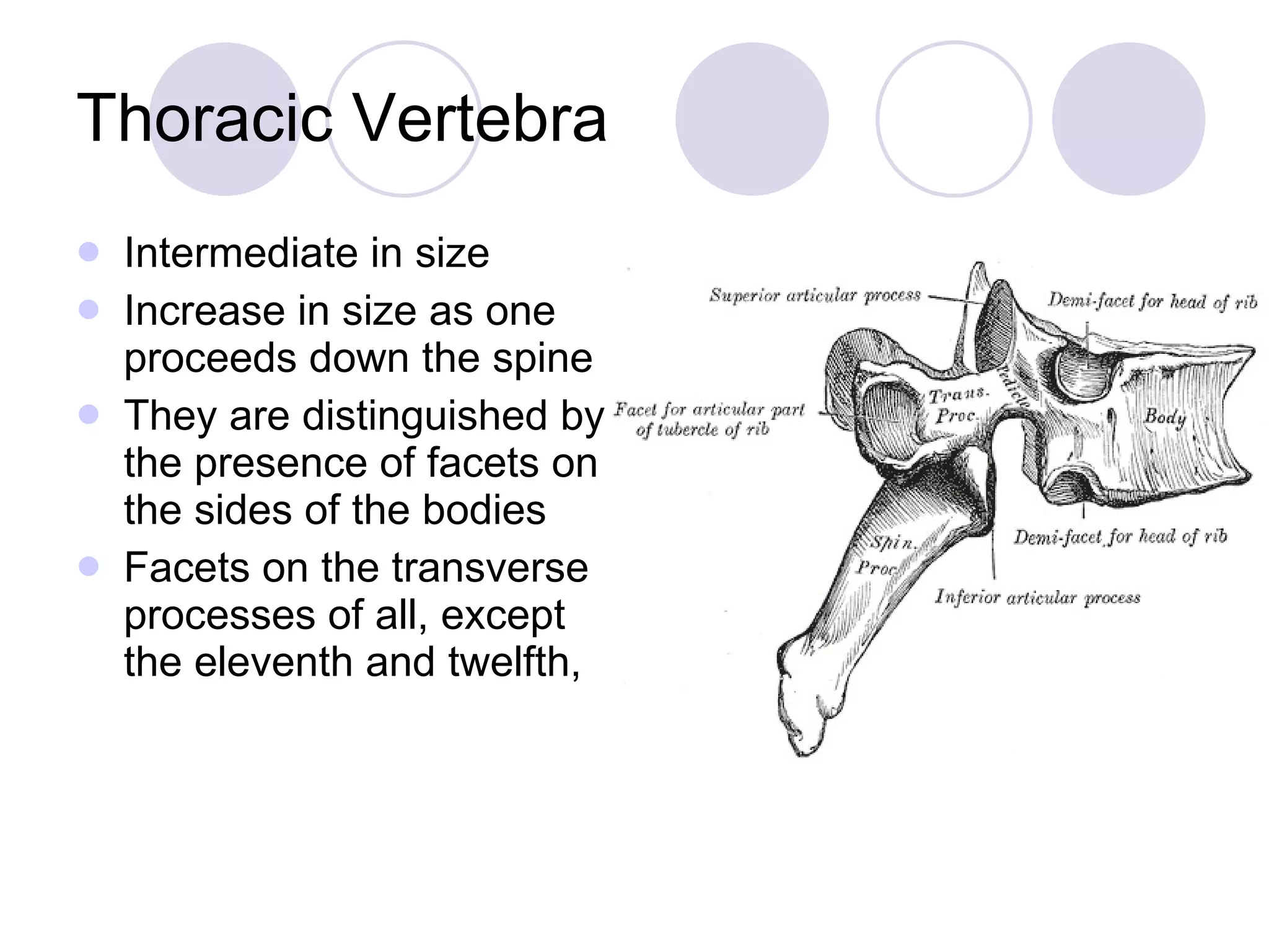 Thoracic Vertebra Intermediate in size Increase in size as one proceeds down the spine They are distinguished by the presence of facets on the sides of the bodies  Facets on the transverse processes of all, except the eleventh and twelfth,  