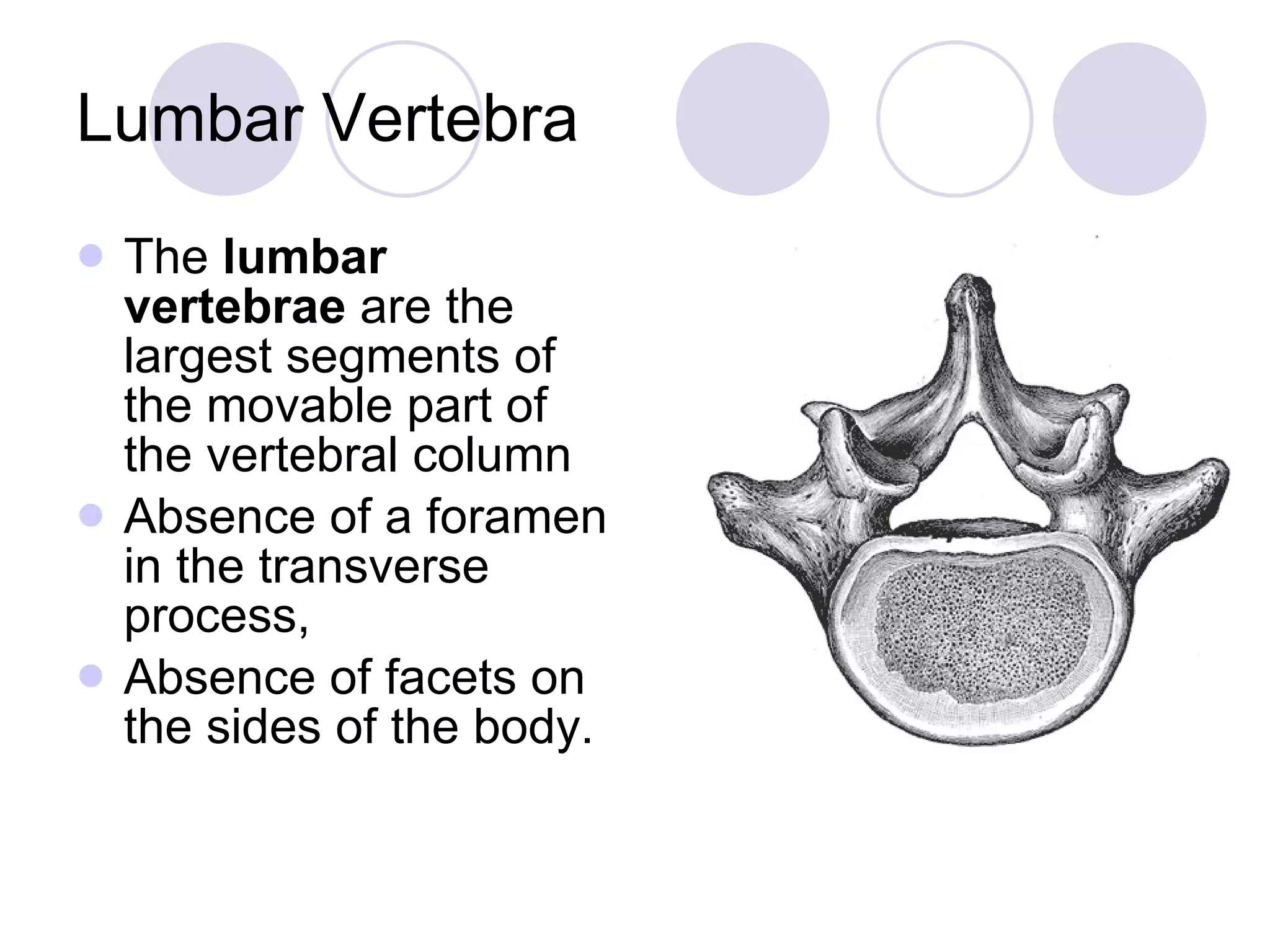Lumbar Vertebra The  lumbar vertebrae  are the largest segments of the movable part of the vertebral column Absence of a foramen in the transverse process, Absence of facets on the sides of the body.  