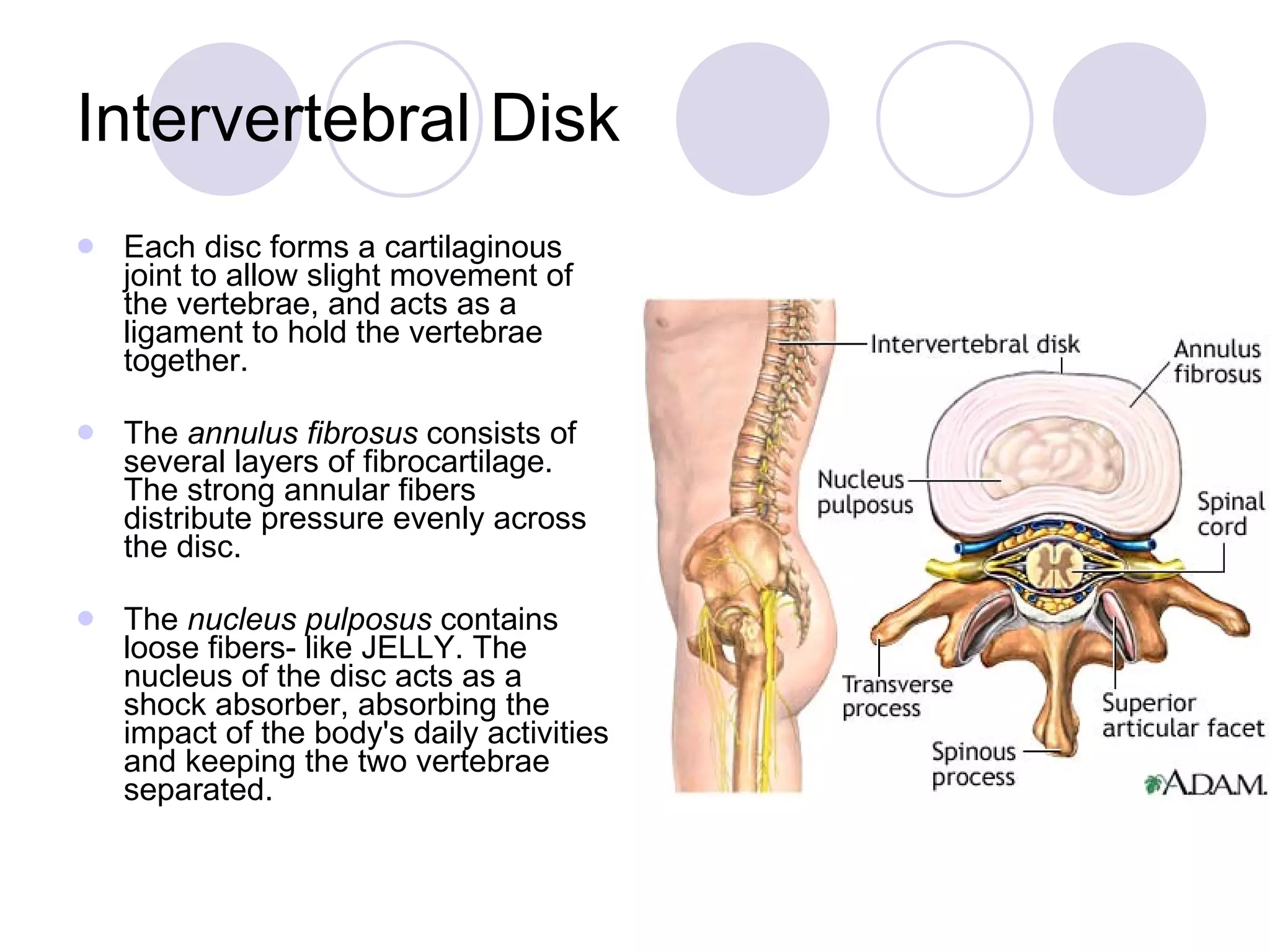 Intervertebral Disk Each disc forms a cartilaginous joint to allow slight movement of the vertebrae, and acts as a ligament to hold the vertebrae together. The  annulus fibrosus  consists of several layers of fibrocartilage. The strong annular fibers distribute pressure evenly across the disc.  The  nucleus pulposus  contains loose fibers- like JELLY. The nucleus of the disc acts as a shock absorber, absorbing the impact of the body's daily activities and keeping the two vertebrae separated.  