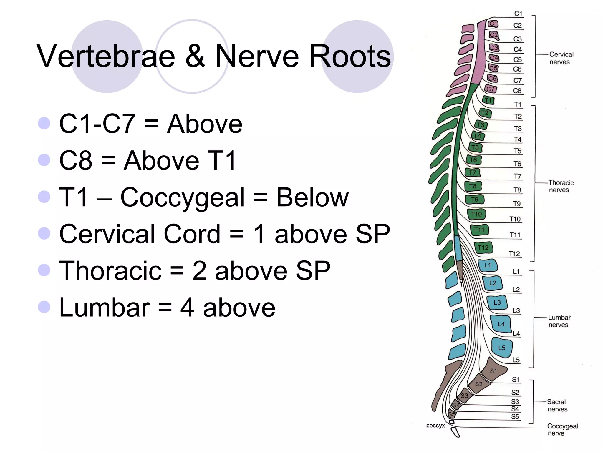 Vertebrae & Nerve Roots C1-C7 = Above C8 = Above T1 T1 – Coccygeal = Below Cervical Cord = 1 above SP Thoracic = 2 above SP Lumbar = 4 above 