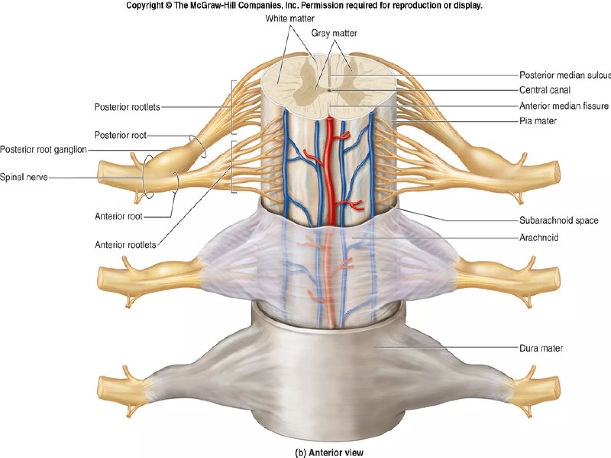 Spinal Cord 