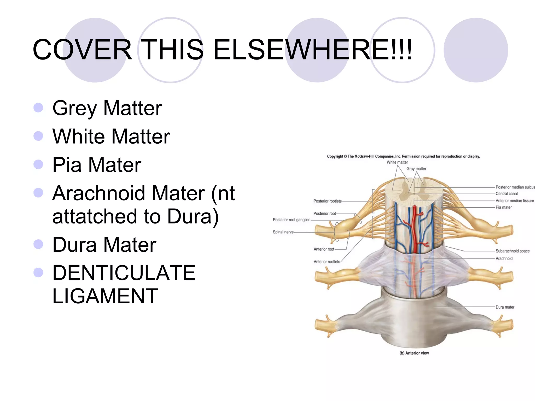 COVER THIS ELSEWHERE!!! Grey Matter White Matter Pia Mater Arachnoid Mater (nt attatched to Dura) Dura Mater DENTICULATE LIGAMENT 