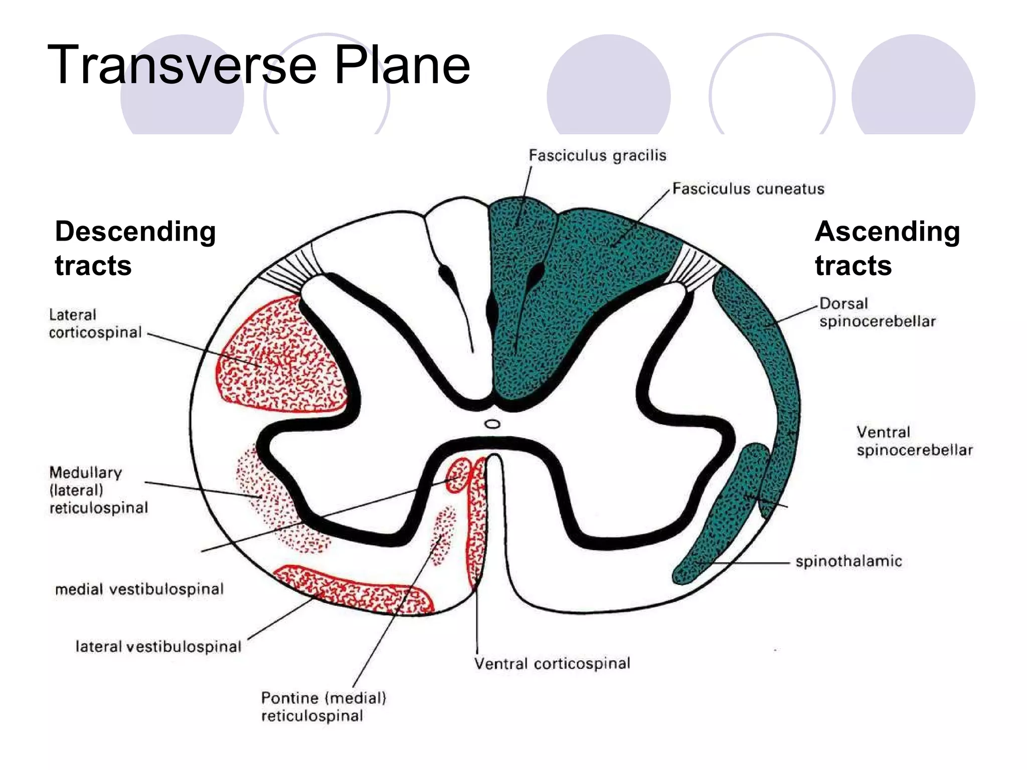 Transverse Plane Descending tracts Ascending tracts 