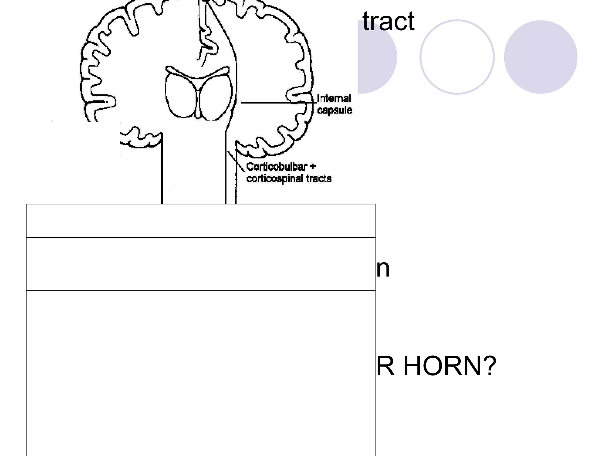Lateral corticospinal tract MOTOR UP –DOWN Motor cortex Internal Capsule Pyramidal Decussation Lateral Corticospinal Synapse in ANTERIOR HORN? 