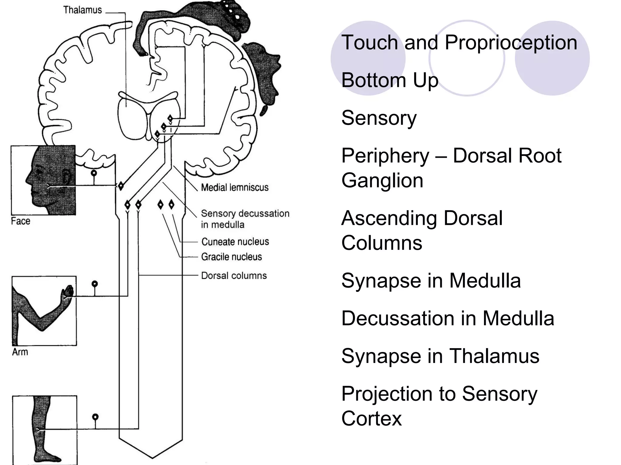 Dorsal columns Touch and Proprioception Bottom Up Sensory Periphery – Dorsal Root Ganglion Ascending Dorsal Columns Synapse in Medulla Decussation in Medulla Synapse in Thalamus Projection to Sensory Cortex 