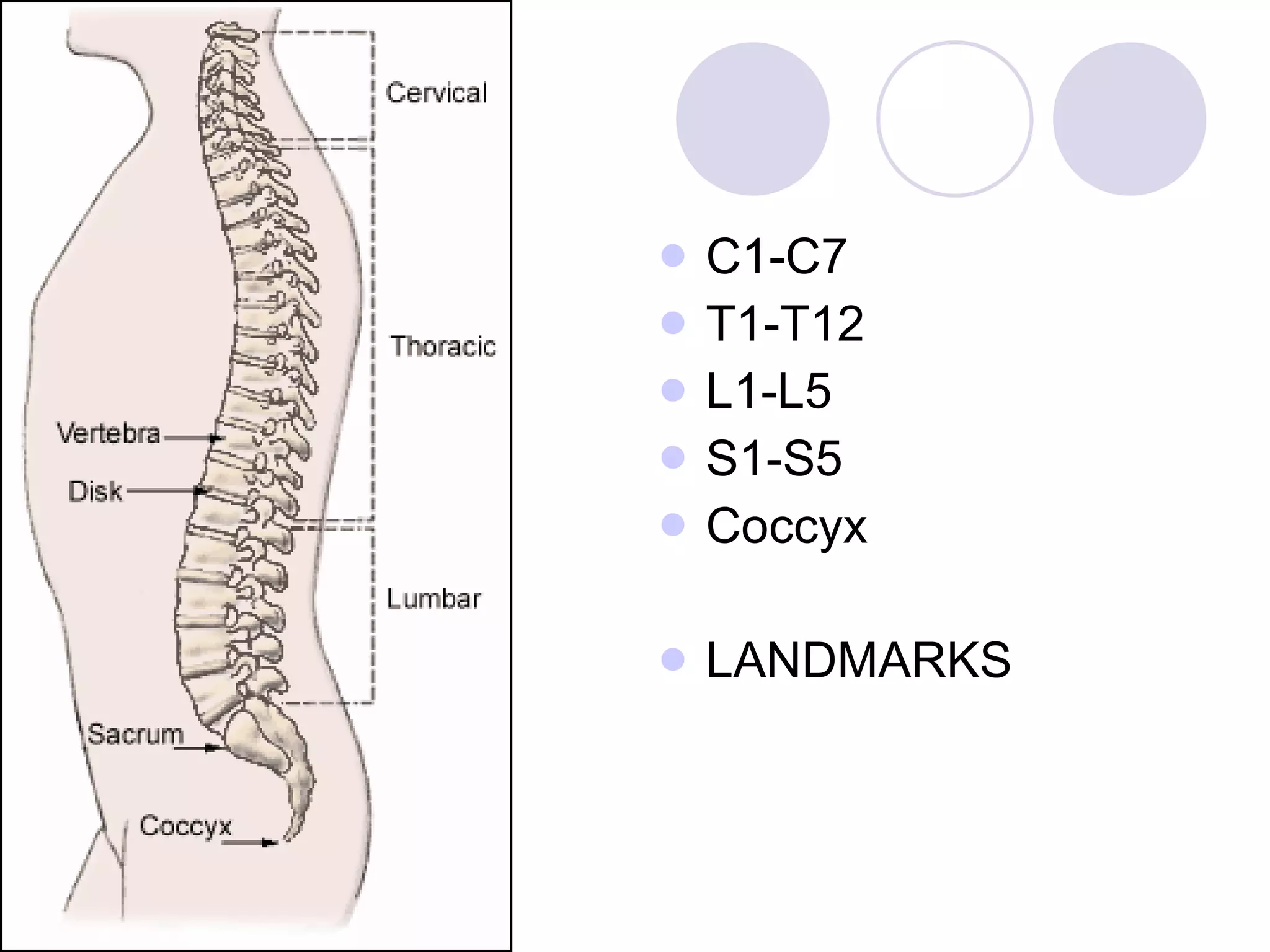 C1-C7 T1-T12 L1-L5 S1-S5 Coccyx LANDMARKS 