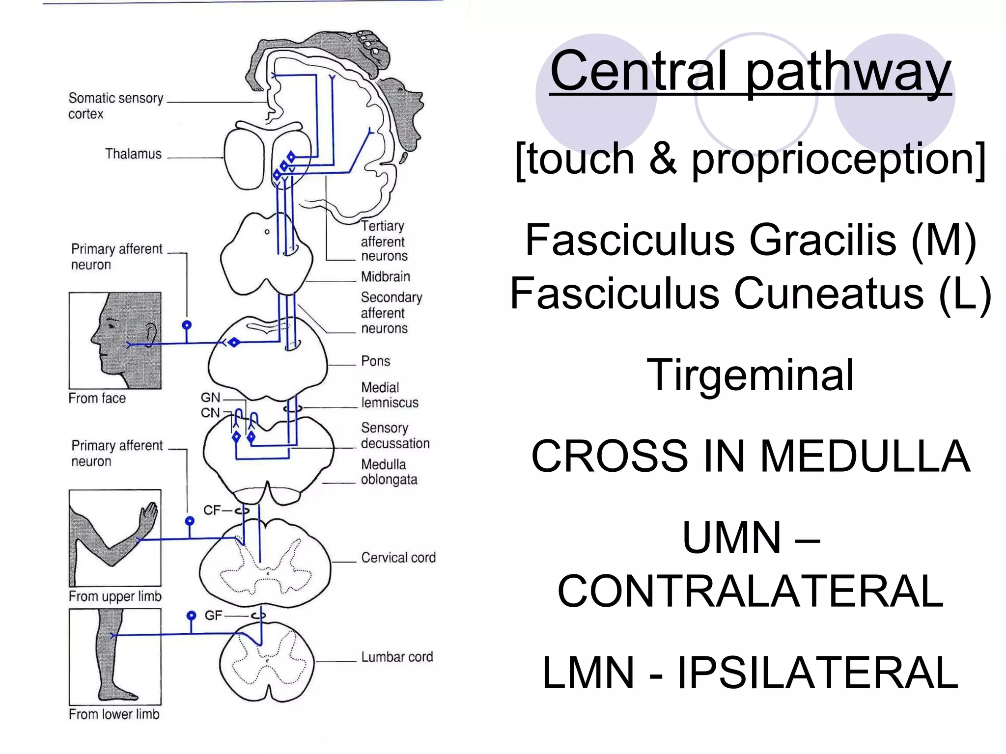 Central pathway [touch & proprioception] Fasciculus Gracilis (M) Fasciculus Cuneatus (L) Tirgeminal CROSS IN MEDULLA UMN – CONTRALATERAL LMN - IPSILATERAL 