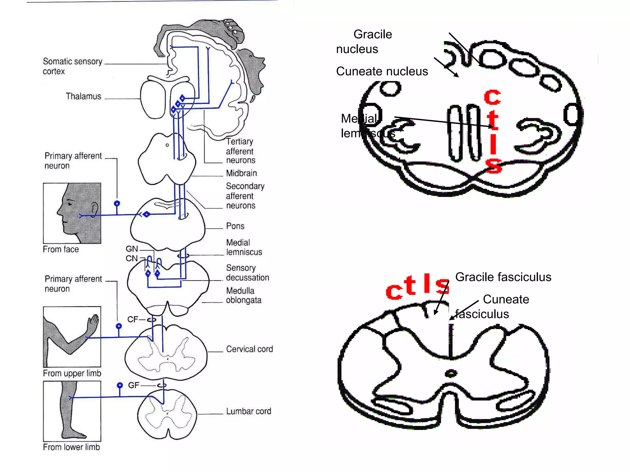 Gracile fasciculus Cuneate fasciculus Gracile nucleus Cuneate nucleus Medial lemniscus 
