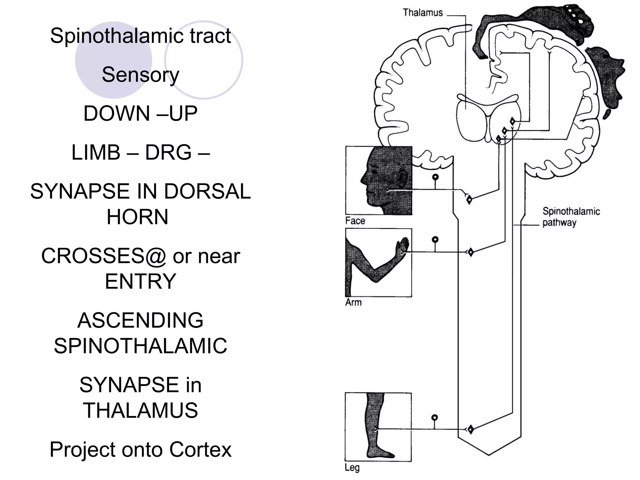 Spinothalamic tract Sensory DOWN –UP LIMB – DRG – SYNAPSE IN DORSAL HORN  CROSSES@ or near ENTRY ASCENDING SPINOTHALAMIC SYNAPSE in THALAMUS Project onto Cortex 