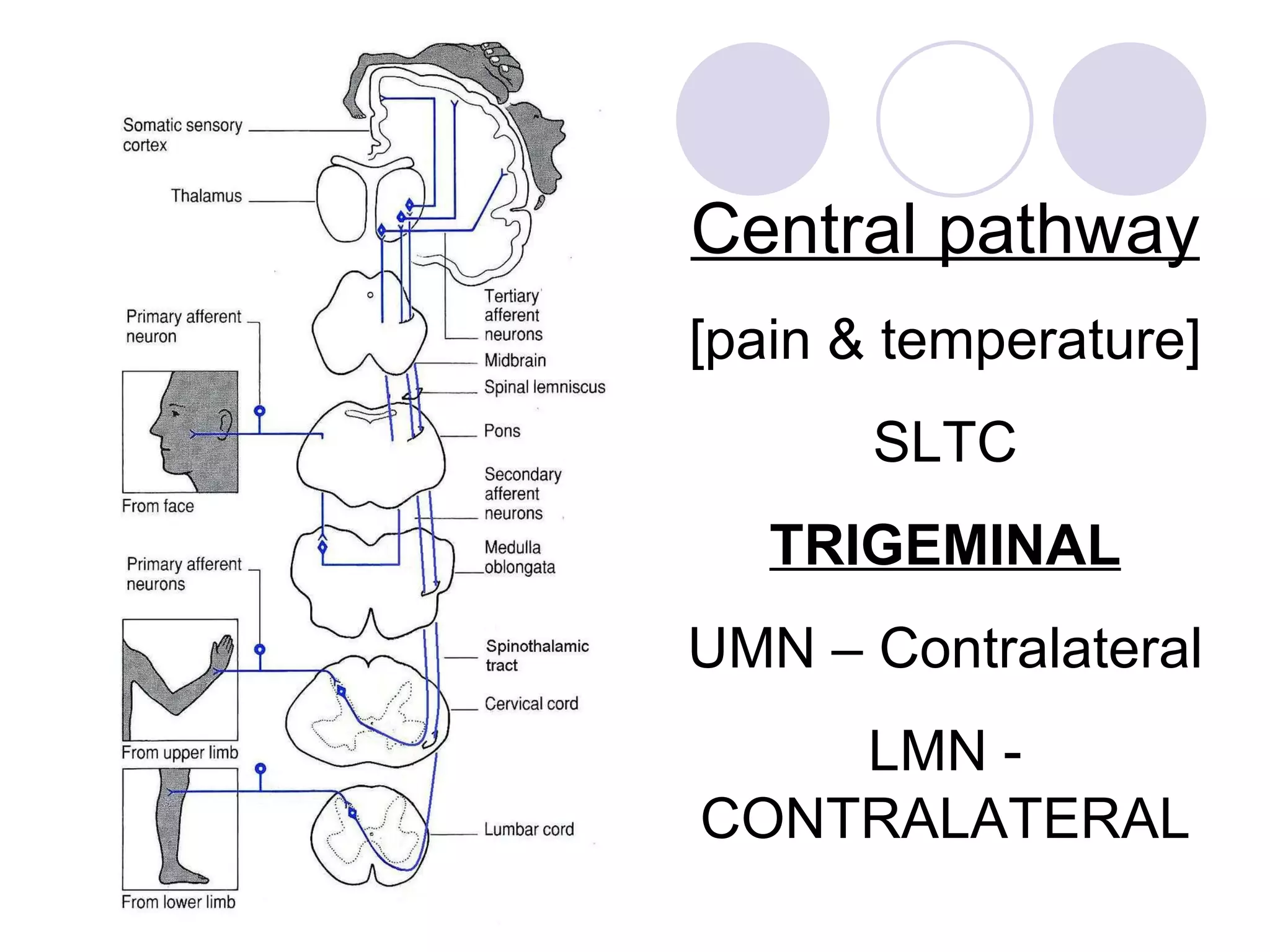 Central pathway [pain & temperature] SLTC TRIGEMINAL UMN – Contralateral LMN - CONTRALATERAL 