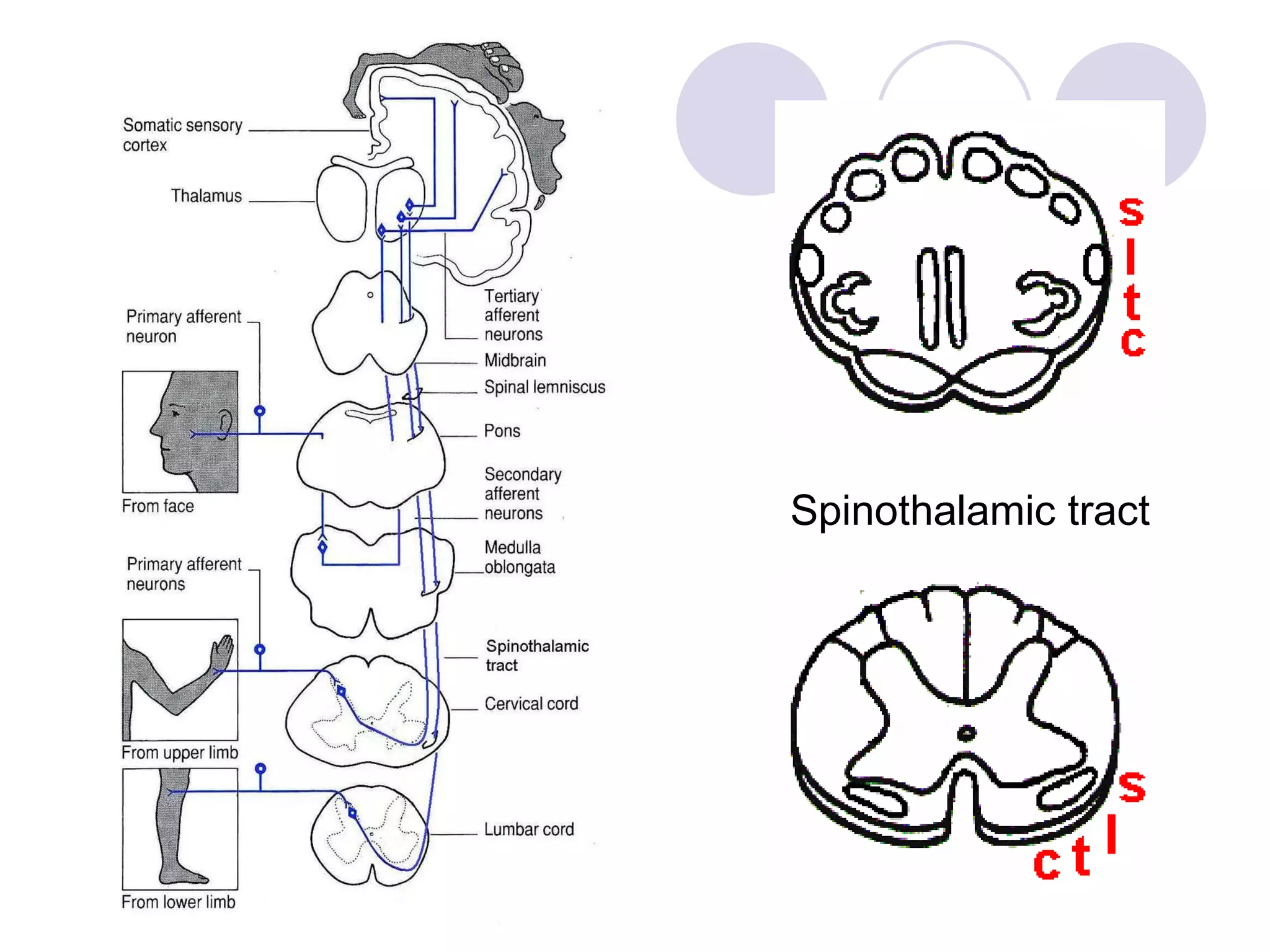 s c c Spinothalamic tract 