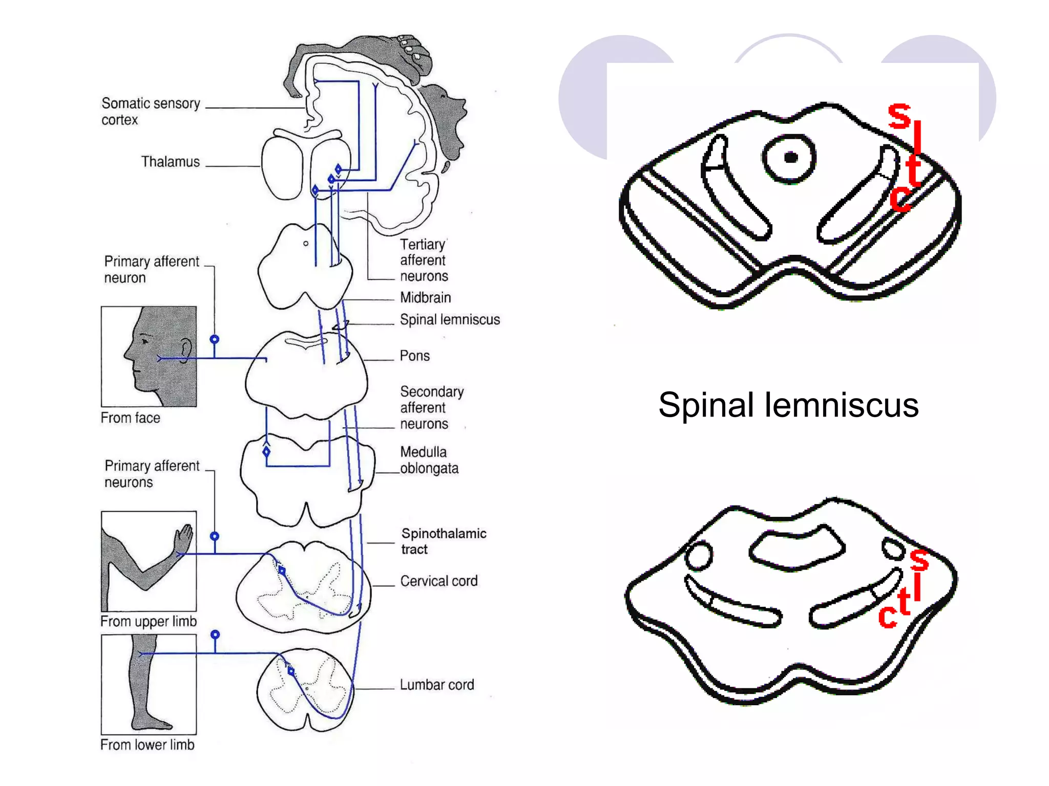 Spinal lemniscus 