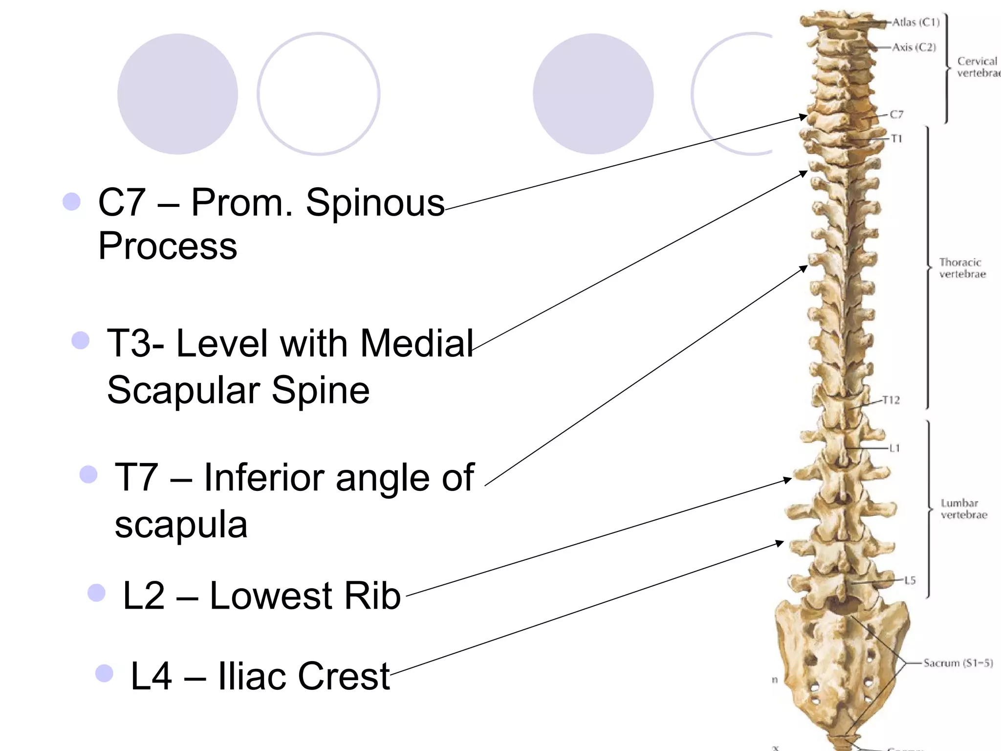 C7 – Prom. Spinous Process T3- Level with Medial Scapular Spine T7 – Inferior angle of scapula L2 – Lowest Rib L4 – Iliac Crest 