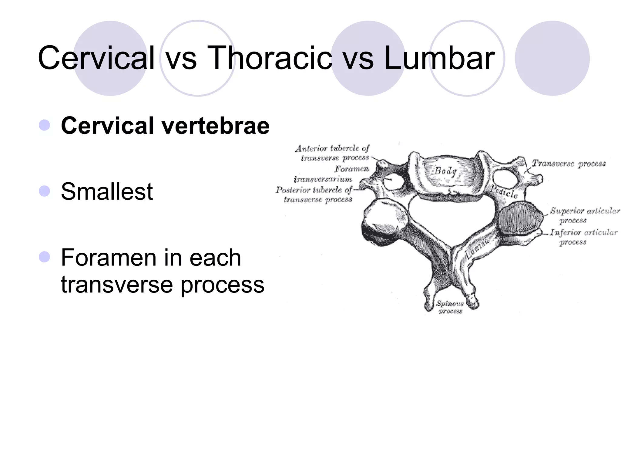 Cervical vs Thoracic vs Lumbar Cervical vertebrae   Smallest Foramen in each transverse process 
