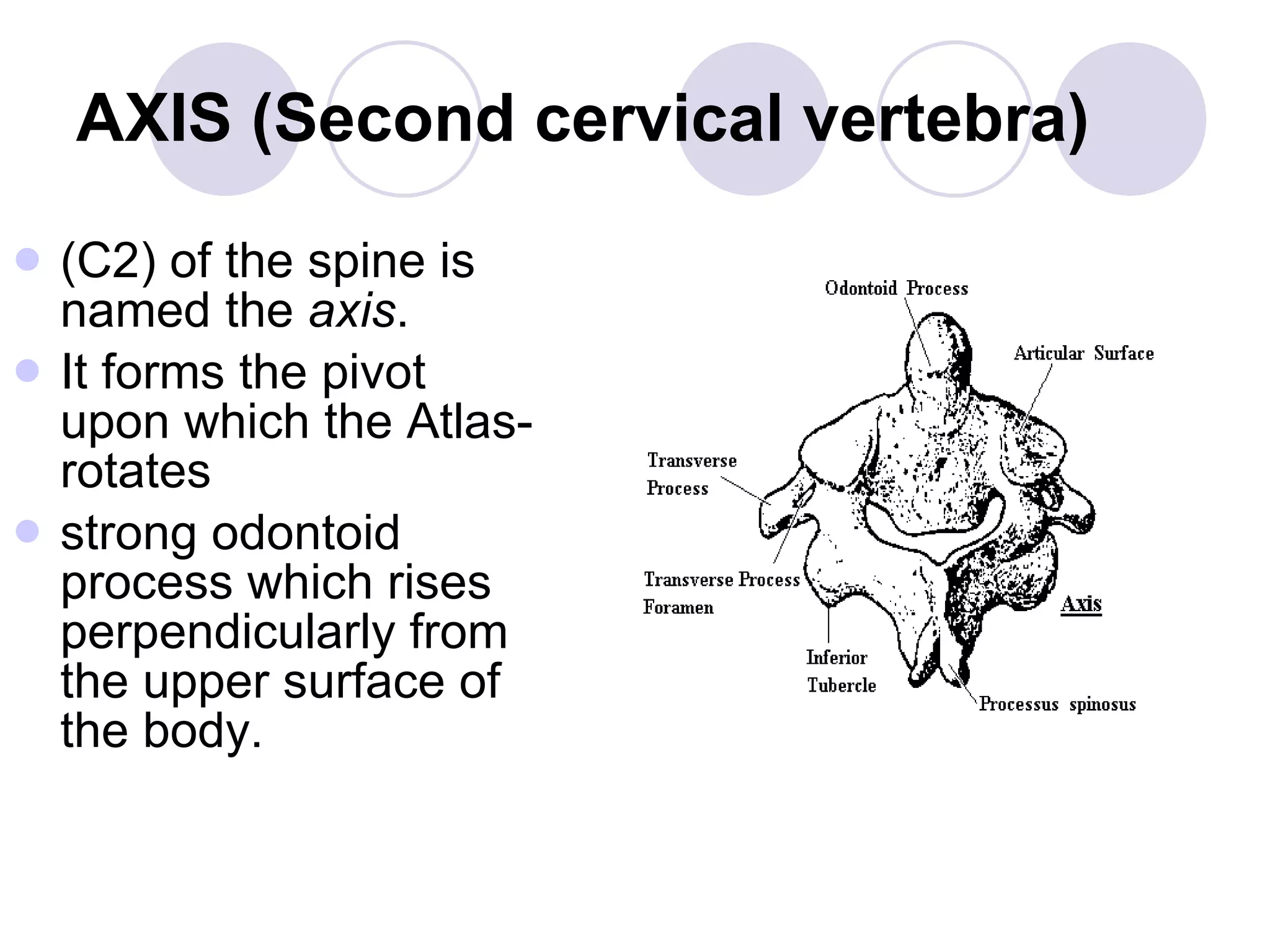 AXIS (Second cervical vertebra) (C2) of the spine is named the  axis .  It forms the pivot upon which the Atlas- rotates strong odontoid process which rises perpendicularly from the upper surface of the body.  