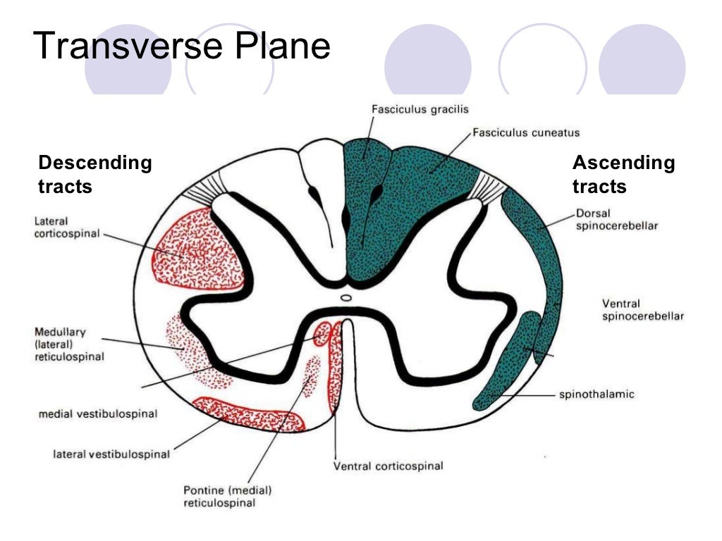 The spine & spinal cord