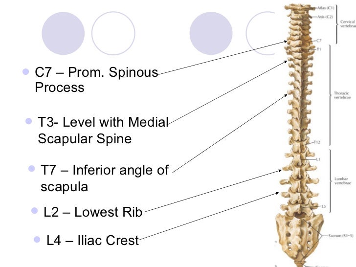 The spine & spinal cord
