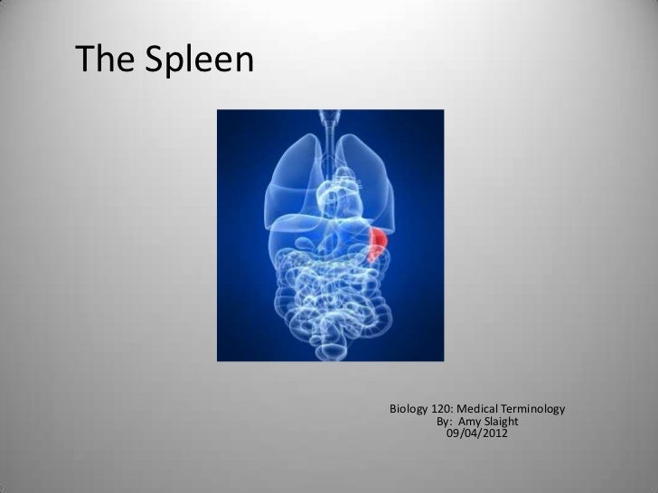 The Spleen