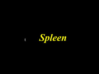 t

Spleen

 